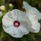 Hibiskus bagienny, bylinowy, błotny żółty OLD YELLA - sadzonka