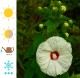 Hibiskus bagienny, bylinowy, błotny żółty OLD YELLA - sadzonka