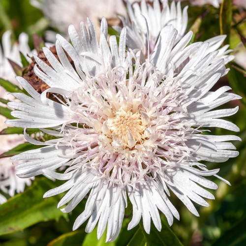 Stokezja stokesia laevis SILVER MOON - białe kwiaty ogrodowe