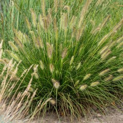 Rozplenica GELBSTIEL japońska - trawa piórkówka sadzonki