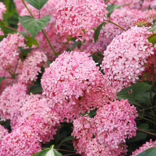 Hortensja PINK ANNABELLE drzewiasta, krzewiasta różowa - sadzonki