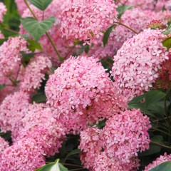 Hortensja PINK ANNABELLE drzewiasta, krzewiasta różowa - sadzonki