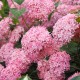 Hortensja PINK ANNABELLE drzewiasta, krzewiasta różowa - sadzonki