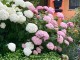 Hortensja PINK ANNABELLE drzewiasta, krzewiasta różowa - sadzonki