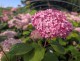 Hortensja PINK ANNABELLE drzewiasta, krzewiasta różowa - sadzonki