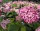 Hortensja PINK ANNABELLE drzewiasta, krzewiasta różowa - sadzonki