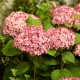Hortensja PINK ANNABELLE drzewiasta, krzewiasta różowa - sadzonki
