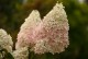 Hortensja bukietowa karłowa PINKACHU - sadzonki