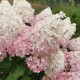Hortensja bukietowa karłowa PINKACHU - sadzonki
