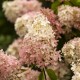 Hortensja bukietowa karłowa PINKACHU - sadzonki