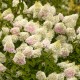 Hortensja bukietowa karłowa PINKACHU - sadzonki