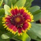 Gailardia wielkokwiatowa, wieloletnia SpinTOP ORANGE HALO