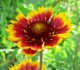 Gailardia wielkokwiatowa, wieloletnia SpinTOP ORANGE HALO