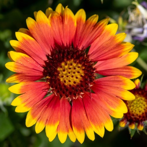 Gailardia wielkokwiatowa, wieloletnia SpinTOP ORANGE HALO
