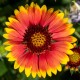 Gailardia wielkokwiatowa, wieloletnia SpinTOP ORANGE HALO