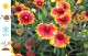 Gailardia wielkokwiatowa, wieloletnia SpinTOP ORANGE HALO