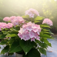 Hortensja FRENCH BOLERO - różowa uciekająca panna młoda sadzonki