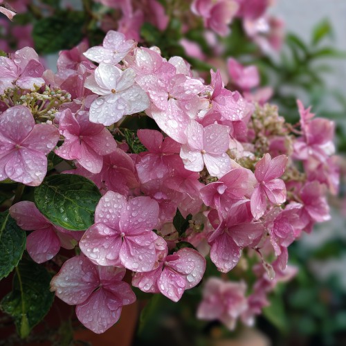 Hortensja FRENCH BOLERO - różowa uciekająca panna młoda sadzonki