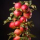 Jabłoń kolumnowa sadzonki CORDON, drzewo - malus