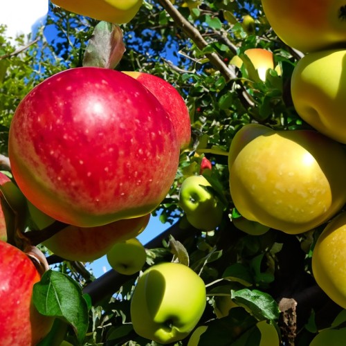 Jabłoń LIGOL i GOLDEN DELICIOUS dwie odmiany - jedno drzewo DUO