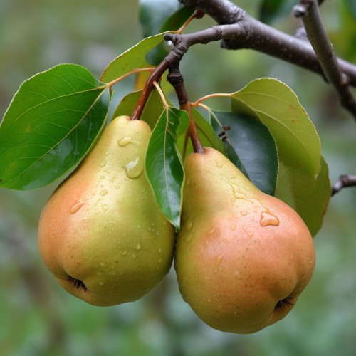 Grusza FAWORYTKA (KLAPSA) drzewo - pyrus communis