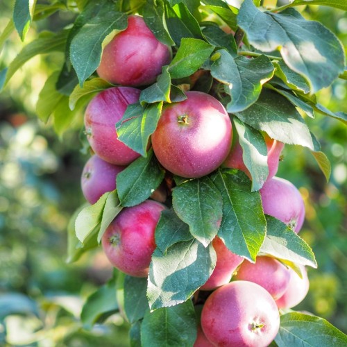 Jabłoń kolumnowa WALTZ sadzonki drzewo - malus
