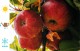 Jabłoń kolumnowa WALTZ sadzonki drzewo - malus