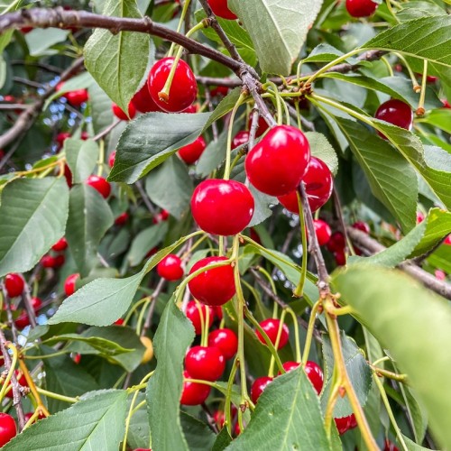 Wiśnia kolumnowa NANA drzewo - pospolita, prunus cerasus