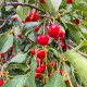 Wiśnia kolumnowa NANA drzewo - pospolita, prunus cerasus