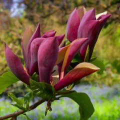 Magnolia purpurowa, bordowa BLACK BEAUTY - drzewo, krzew sadzonka