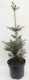 Jodła KOREAŃSKA sadzonka abies koreana w doniczce