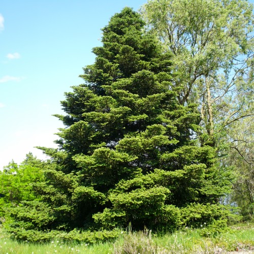 Jodła KOREAŃSKA sadzonka abies koreana w doniczce