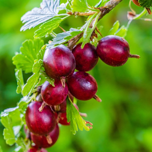 Agrest NIESŁUCHOWSKI czerwony - sadzonki w doniczce, krzew