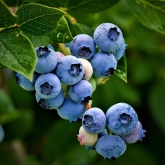 Borówka TORO amerykańska, wysoka - sadzonki 2, 3 letnie