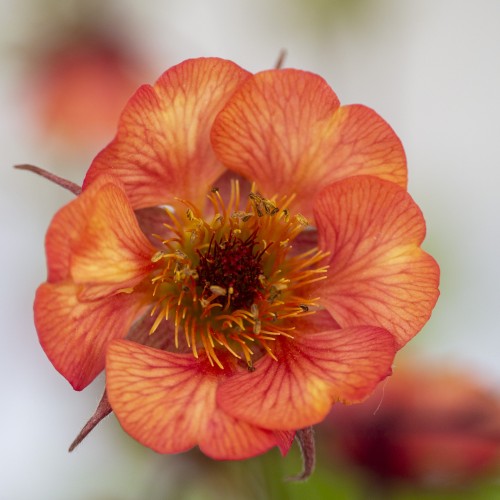 Kuklik NONNA sadzonki - bylina wiosenna