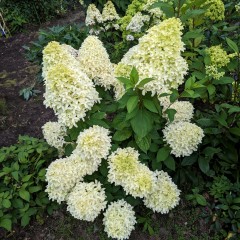 Hortensja BOBO bukietowa karłowa, niska - sadzonki