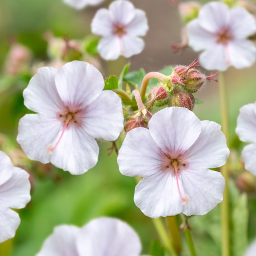 Bodziszek kantabryjski wieloletni sadzonki BIOKOVO