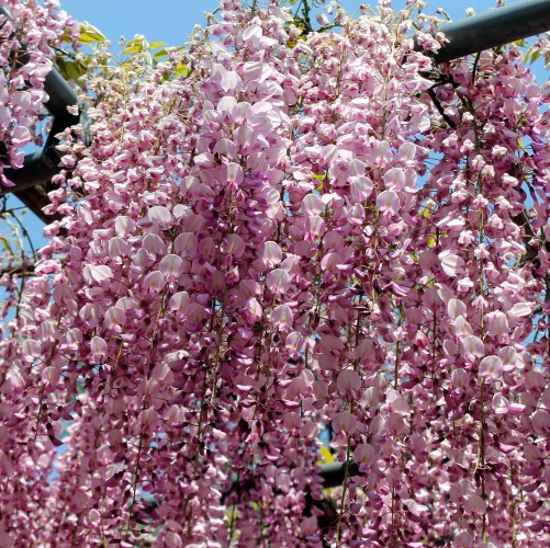 Wisteria HONBENI glicynia kwiecista, japońska różowa (PINK ICE)