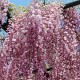 Wisteria HONBENI glicynia kwiecista, japońska różowa (PINK ICE)