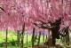 Wisteria HONBENI glicynia kwiecista, japońska różowa (PINK ICE)