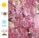 Wisteria HONBENI glicynia kwiecista, japońska różowa (PINK ICE)