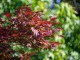 Klon ATROPURPUREUM palmowy, czerwony, bordowy