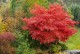 Klon ATROPURPUREUM palmowy, czerwony, bordowy