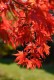 Klon ATROPURPUREUM palmowy, czerwony, bordowy