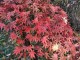 Klon ATROPURPUREUM palmowy, czerwony, bordowy