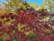 Klon ATROPURPUREUM palmowy, czerwony, bordowy