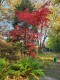 Klon ATROPURPUREUM palmowy, czerwony, bordowy