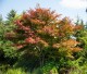 Klon ATROPURPUREUM palmowy, czerwony, bordowy