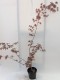 Klon ATROPURPUREUM palmowy, czerwony, bordowy