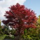 Klon ATROPURPUREUM palmowy, czerwony, bordowy